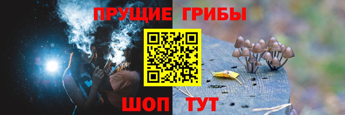 Псилоцибиновые грибы Psilocybine cubensis Псков